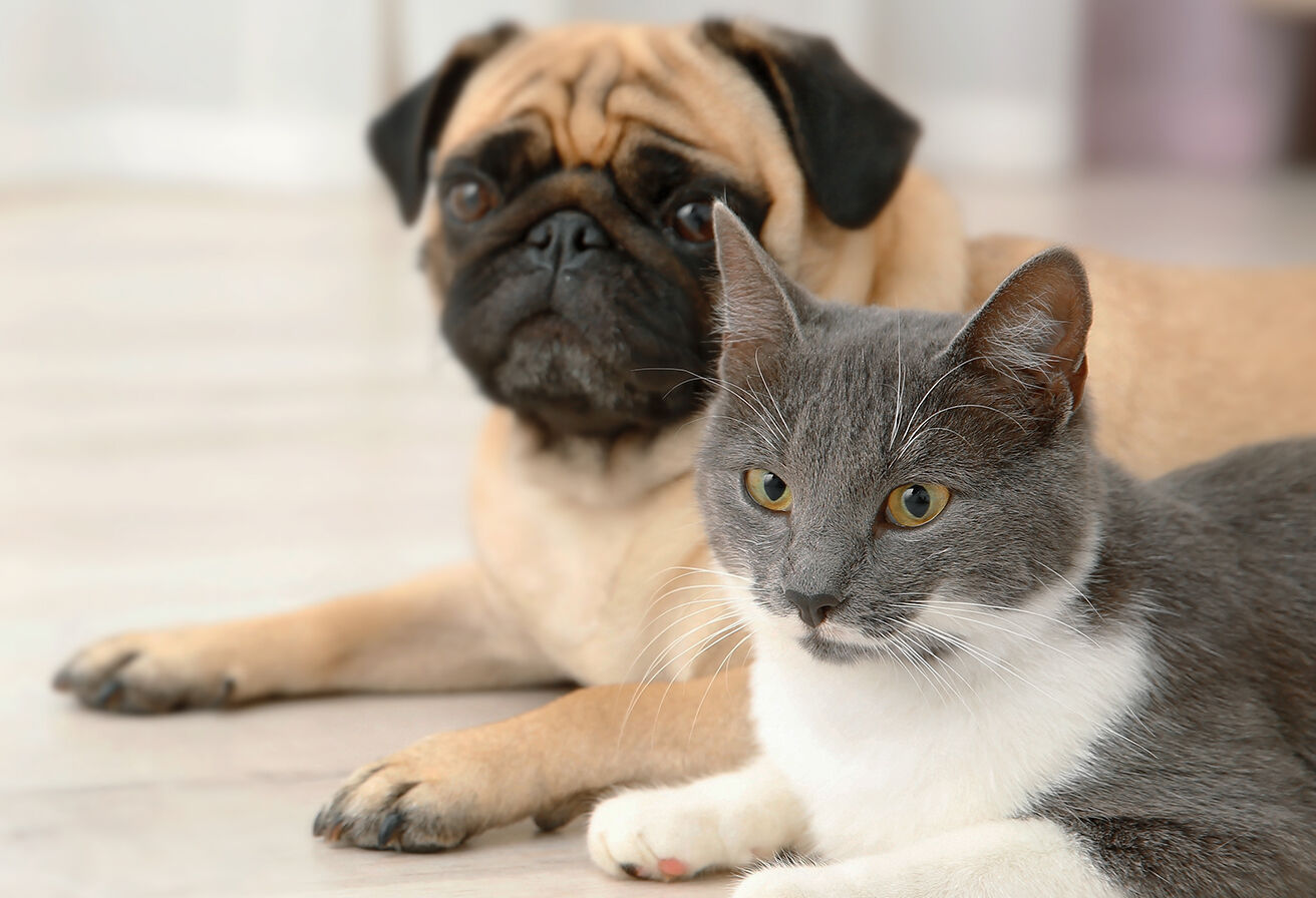 cat and dog laying next to each other